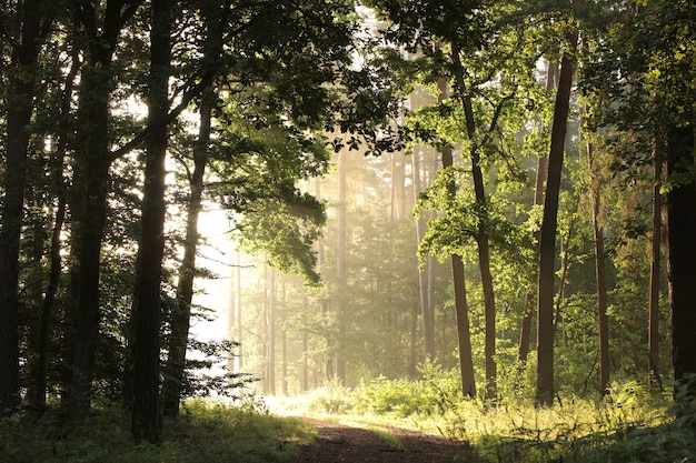 forest path during sunrise oak trees lit by the rays of the sun