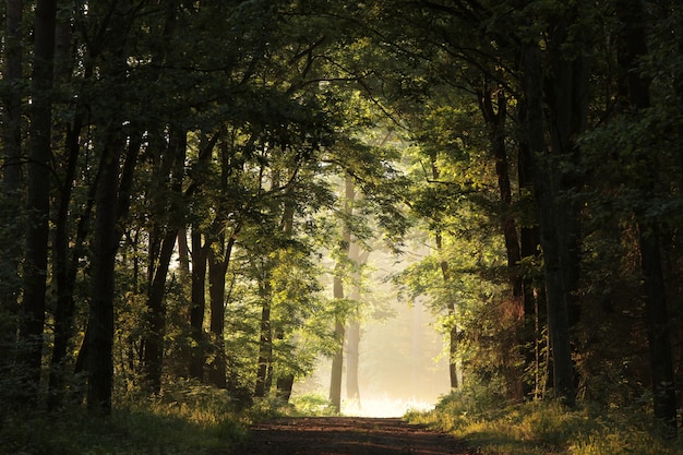 forest path during sunrise oak trees lit by the rays of the sun