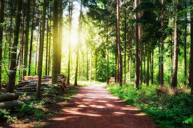 Forest path