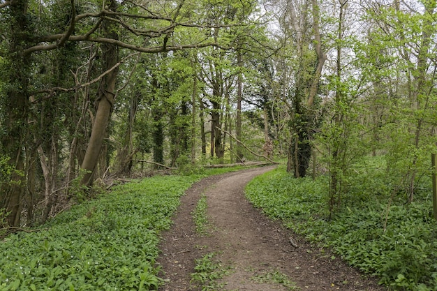 Forest path