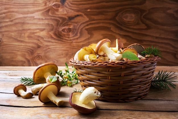 Forest picking mushrooms in wickered basket 