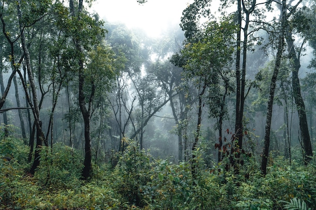 Forest pine in asia,Road into the forest on a foggy day