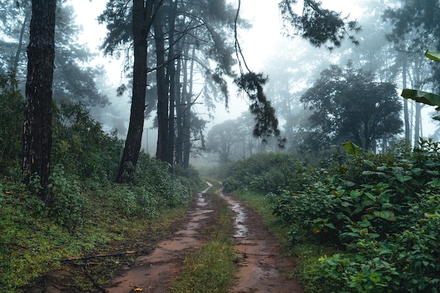 アジアの森の松、霧の日に森への道