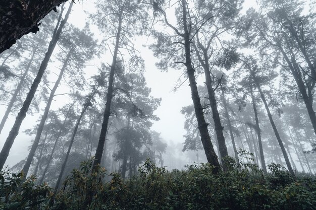 Forest pine in asia,Road into the forest on a foggy day