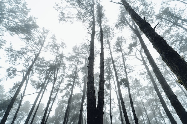 Forest pine in asia,Road into the forest on a foggy day