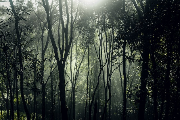 Forest pine in asia,Road into the forest on a foggy day