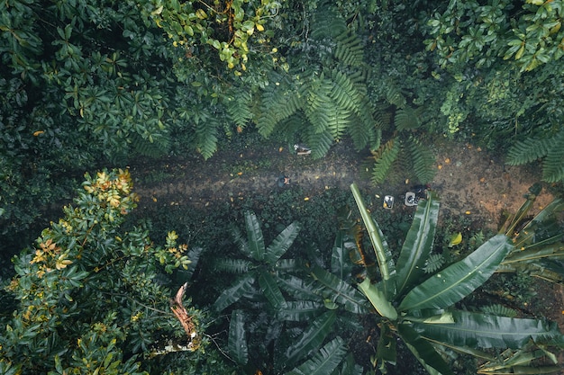 Foto pino forestale in asia, strada nella foresta in una giornata nebbiosa