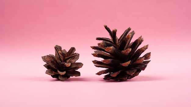 Forest pine cones on a pink background close-up.