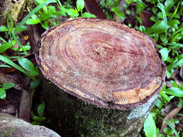 숲 소나무와 가문비 나무 통나무 줄기는 벌목 목재 산업을 쌓습니다. 넓은 배너 또는 파노라마