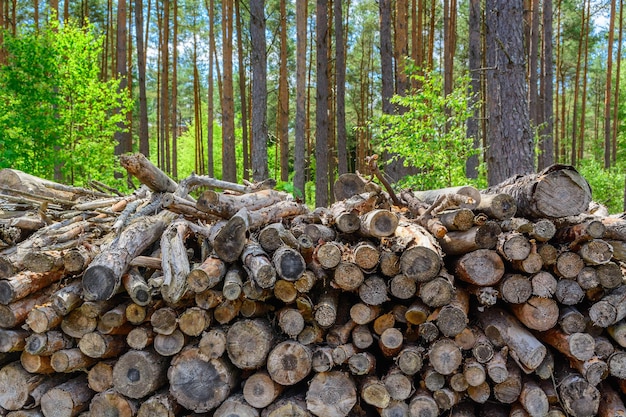 Forest pine and spruce trees log trunks pile the logging timber wood industry