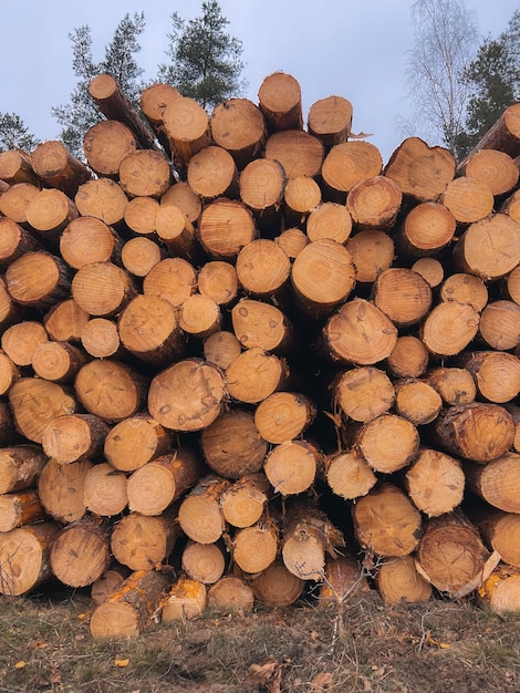 森の松とトウヒの木 丸太の幹は、伐採木材木材産業を積み上げます