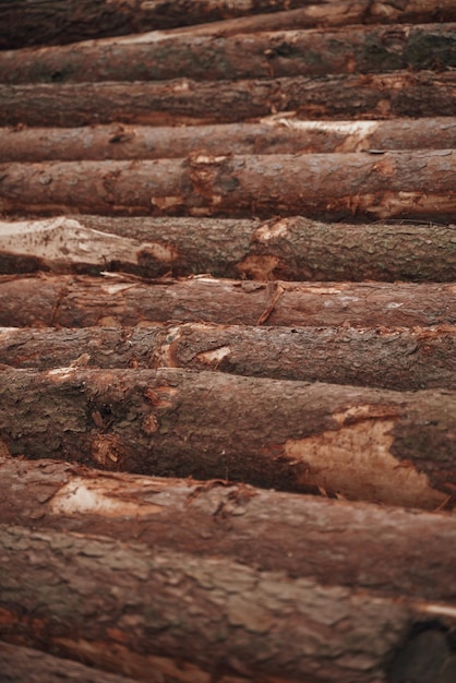 Forest pine and spruce trees Log trunks pile the logging timber wood industry