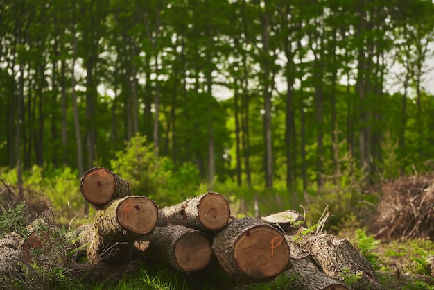 Forest pine and spruce trees Log trunks pile the logging timber wood industry