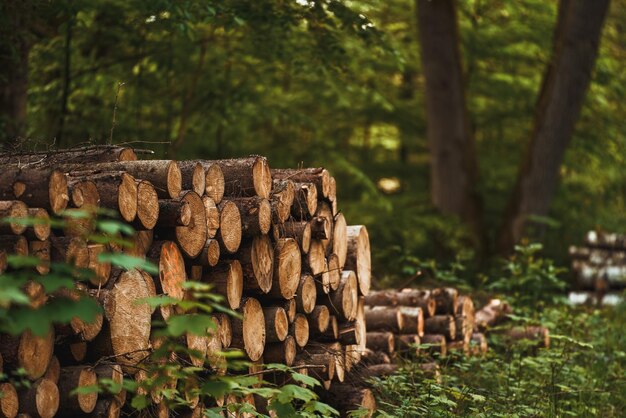 Forest pine and spruce trees Log trunks pile the logging timber wood industry