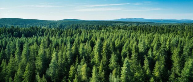 Photo a forest of pine trees in the mountains