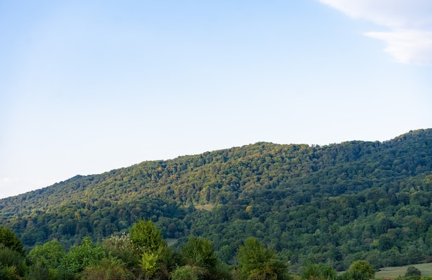 Forest on a plain in sunny weather