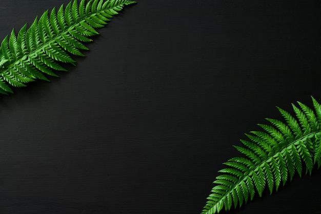 写真 森林植物の背景に黒板