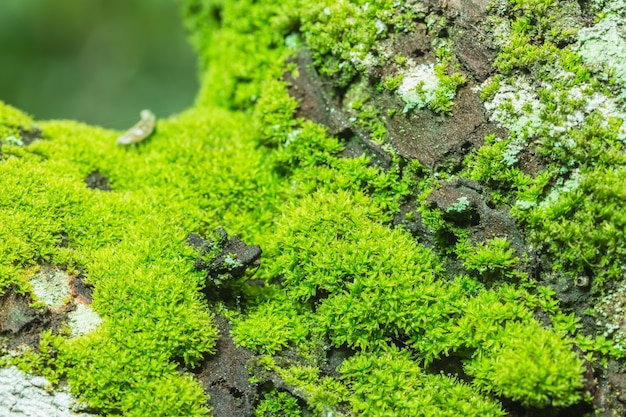 숲 식물 배경 패턴 추상 자연