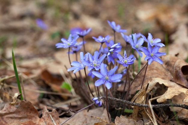 Piante forestali in primavera nella foresta, i primi fiori blu della foresta nella stagione primaverile