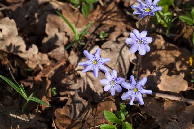 Forest plants in the spring