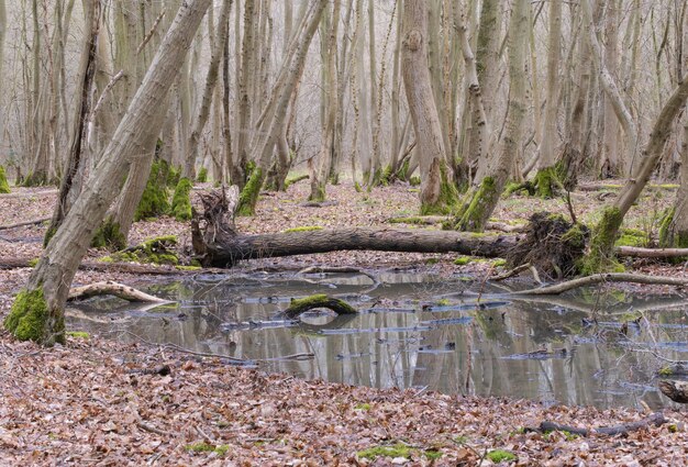 Forest pool of boggy water