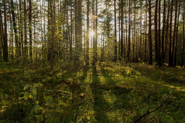 Forest The rays of the sun at sunset penetrate through the trees