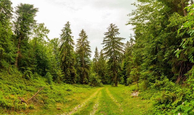 より良い将来の環境のための森林再植林森林管理またはリハビリテーション