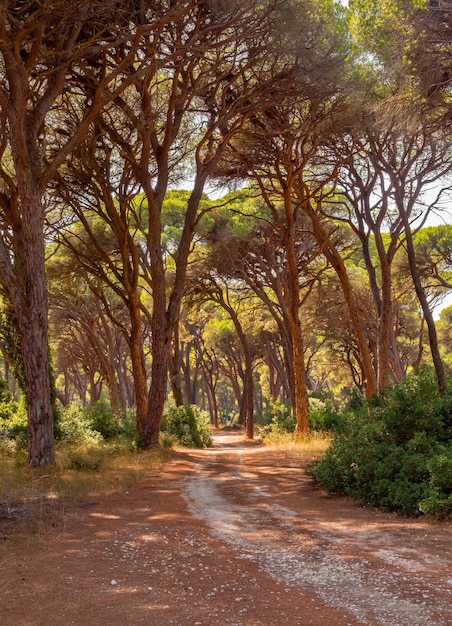 Forest Reserve Kalogria with unique pines on the Peloponnese in Greece