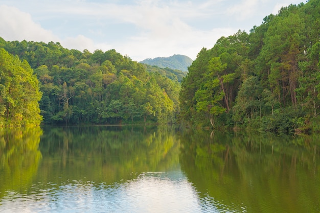 Photo forest and reservoir