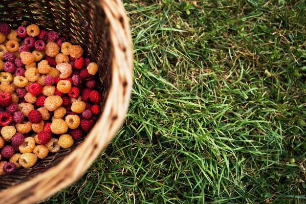 Forest ripe raspberries in a basket