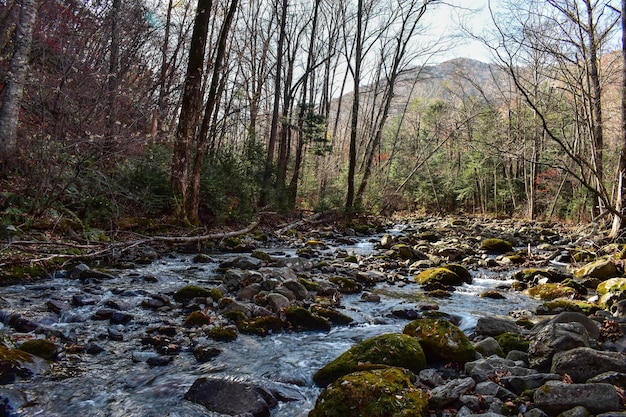 Forest river in autumn with moss-covered stones