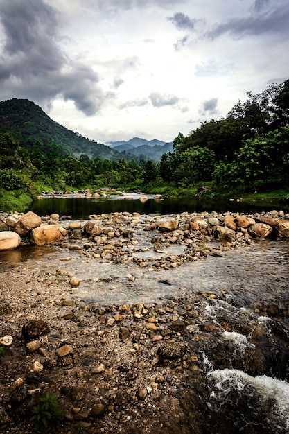 Fiume della foresta in una giornata nuvolosa