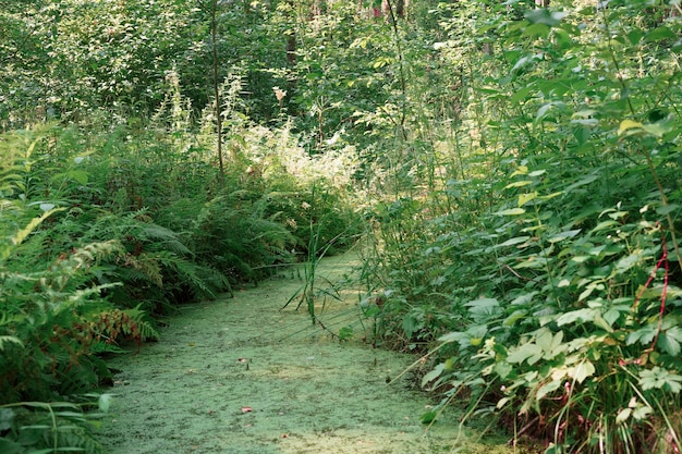 Foto fiume della foresta ricoperto di lenticchia d'acqua