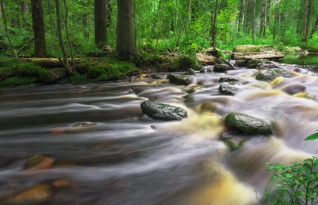 Photo forest river creek water flow. beautiful summer landscape with stones and flowing water at cloudy weather