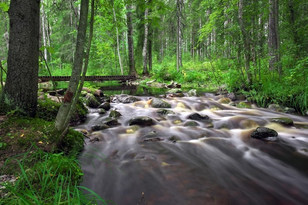 Flusso dell'acqua dell'insenatura del fiume della foresta. bellissimo paesaggio estivo con ponte di legno, pietre e acqua che scorre con tempo nuvoloso