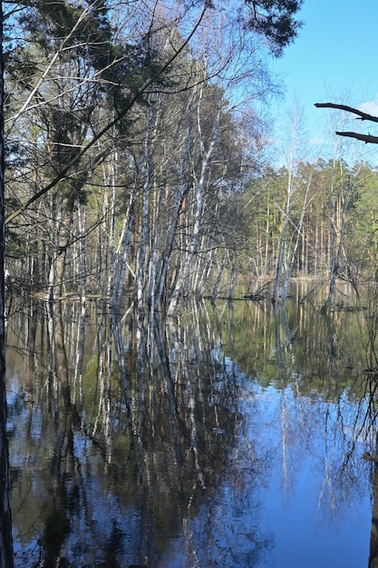 Forest river in early May