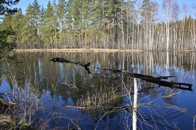 Forest river in May