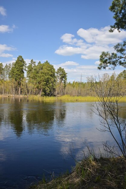 Forest river in May