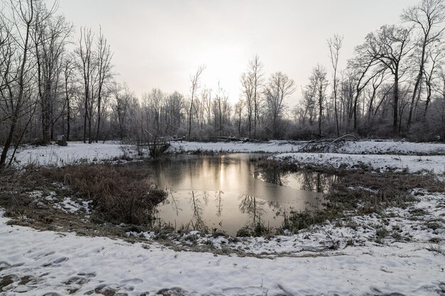 A forest and a river in nature in winter