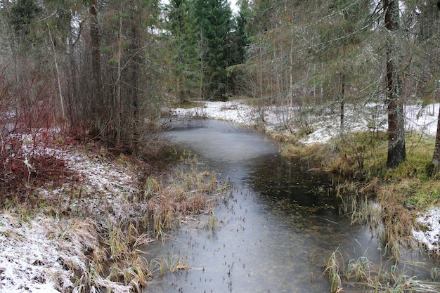 Photo forest river with reeds, bushes and firs along the banks