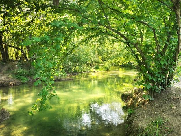 Forest and river