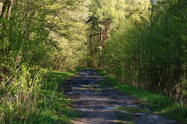 Strada forestale dopo la pioggia in una soleggiata mattina di maggio regione di mosca russia