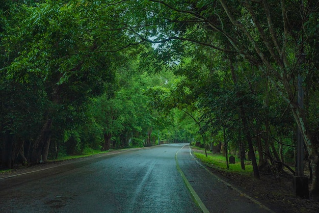 Forest Road at Angkor wat, angkor thom, siem reap Temple in cambodia