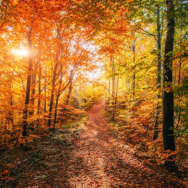 Forest road in autunno. paesaggio.