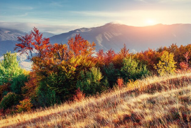 Photo forest road in the autumn. landscape.