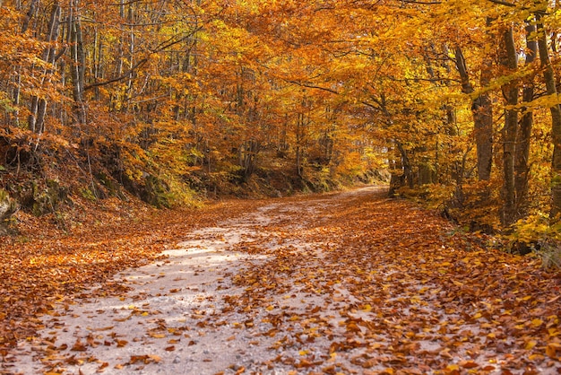 Forest road in the autumn