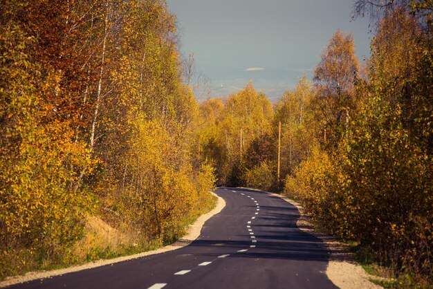 Forest road in the autumn