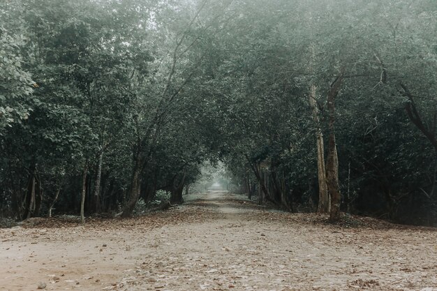 霧の中の早朝の林道。