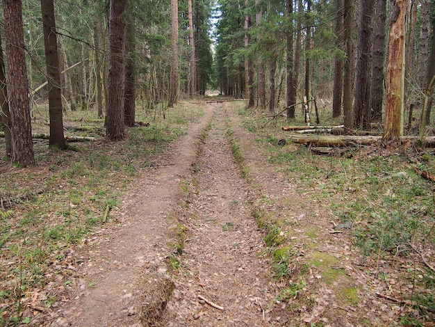 Forest road among firs and pines in early spring Moscow region Russia