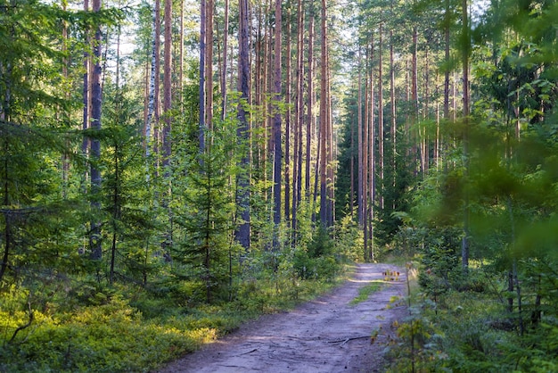 モミと松の間の林道 Vsevolozhsk レニングラード地域